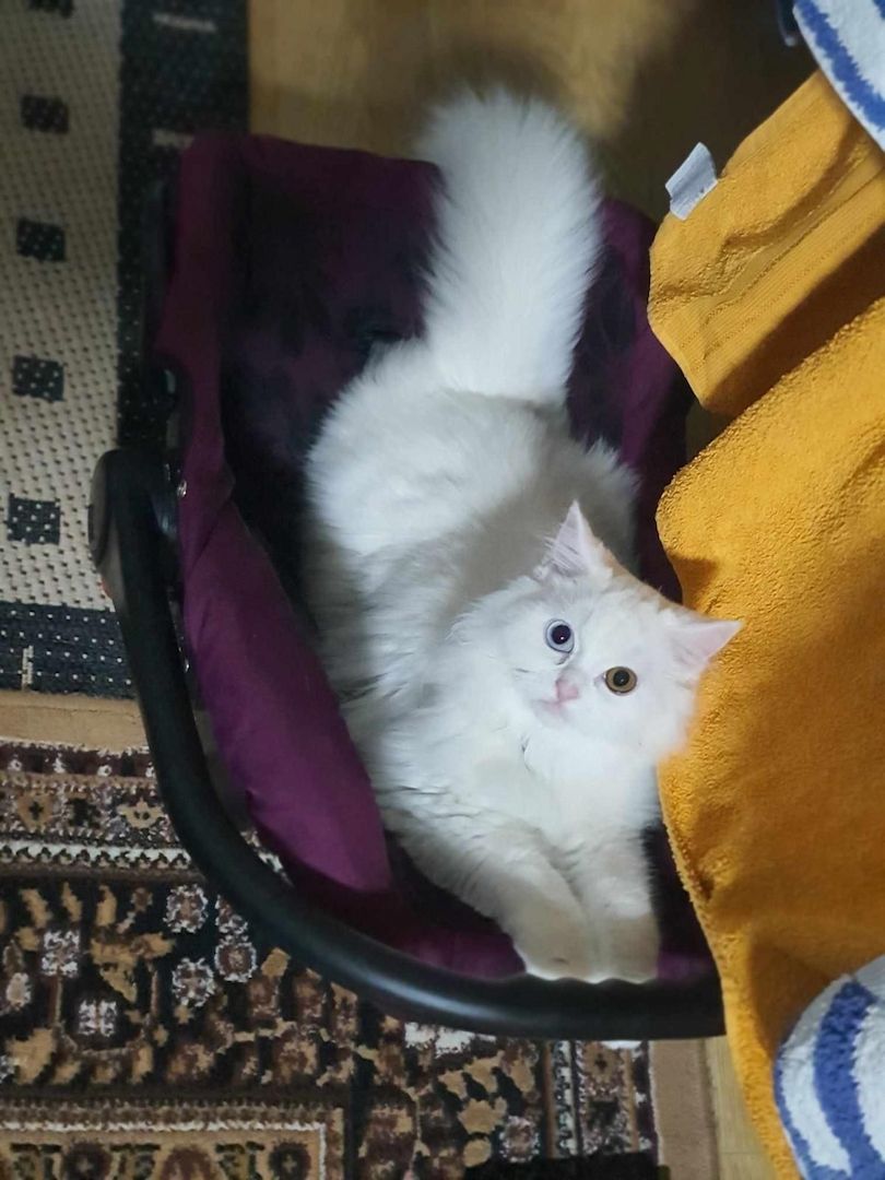 Drei verspielte British Longhair Kitten abzugen