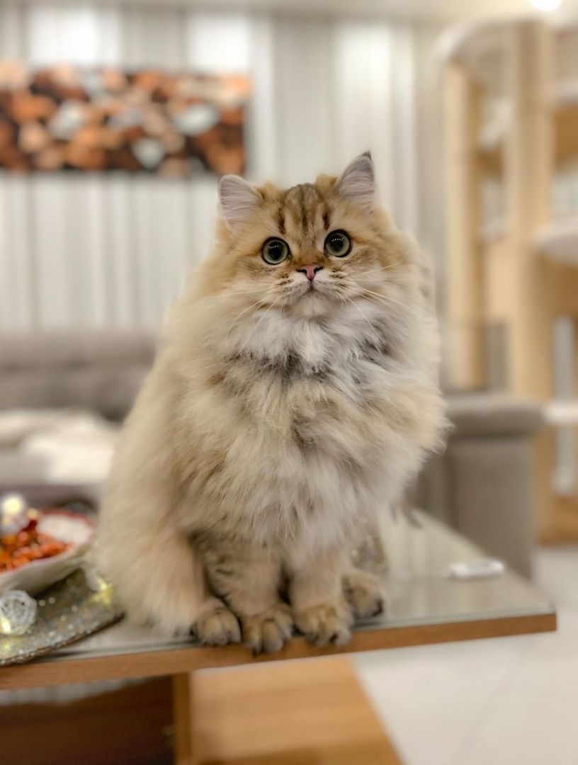 Drei verspielte British Longhair Kitten abzugen