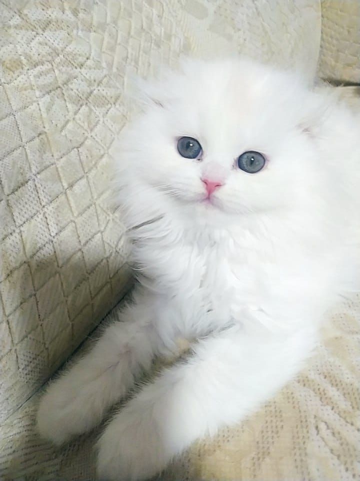 Wunderschöne Scottish Fold Kätzchen – Zwei Mädchen und ein Junge suchen ein liebevolles Zuhause