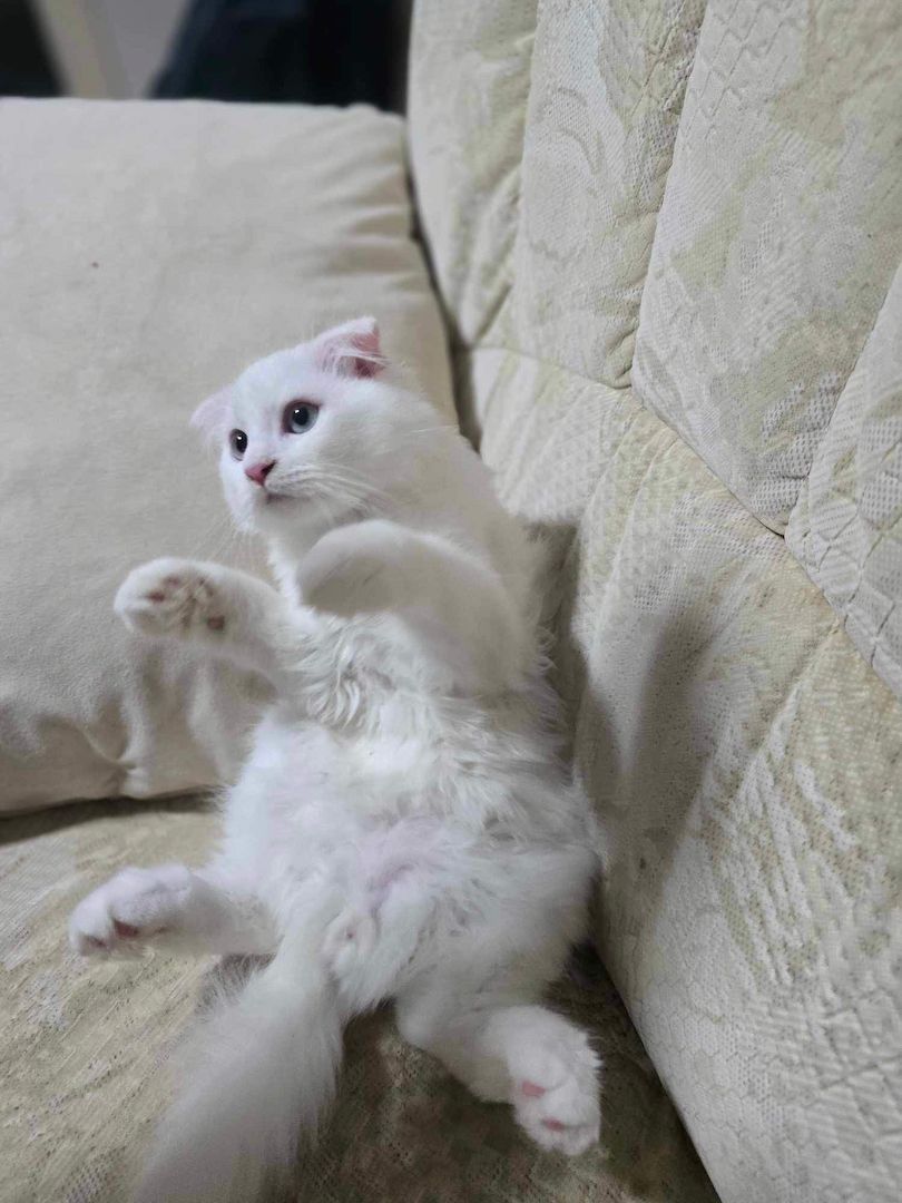 Wunderschöne Scottish Fold Kätzchen – Zwei Mädchen und ein Junge suchen ein liebevolles Zuhause