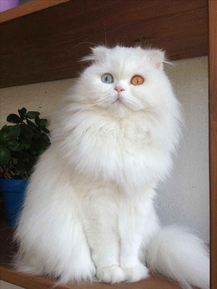 Wunderschöne Scottish Fold Kätzchen – Zwei Mädchen und ein Junge suchen ein liebevolles Zuhause
