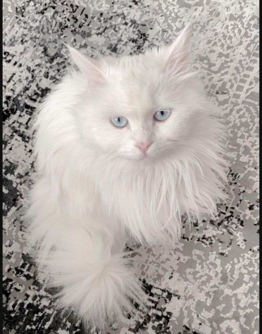 Wunderschöne Scottish Fold Kätzchen – Zwei Mädchen und ein Junge suchen ein liebevolles Zuhause