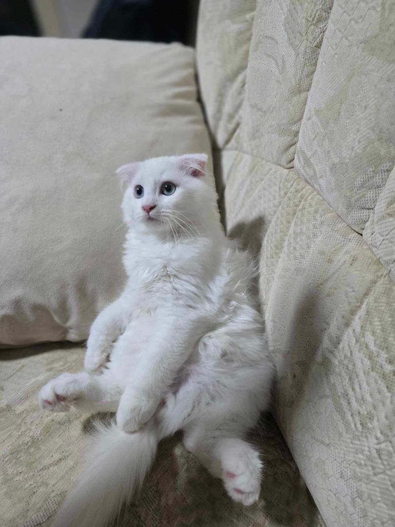 Wunderschöne Scottish Fold Kätzchen – Zwei Mädchen und ein Junge suchen ein liebevolles Zuhause