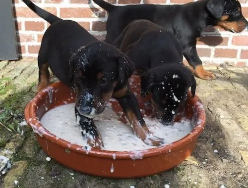 Dobermann Welpen mit Papieren,