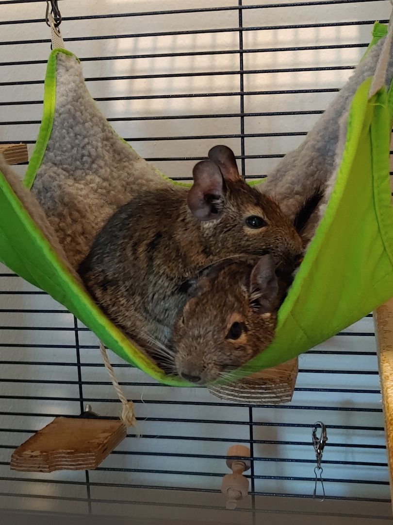 2 Degu Damen inkl. Käfig + Zubehör abzugeben