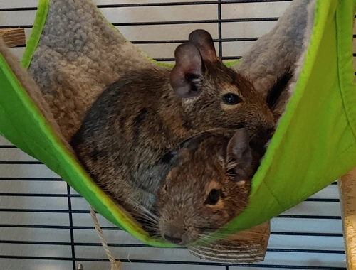 2 Degu Damen inkl. Käfig + Zubehör abzugeben