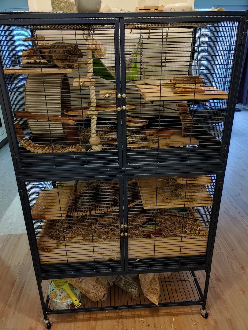 2 Degu Damen inkl. Käfig + Zubehör abzugeben