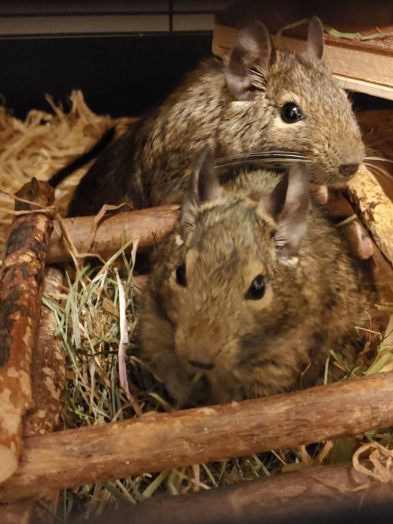 2 Degu Damen inkl. Käfig + Zubehör abzugeben