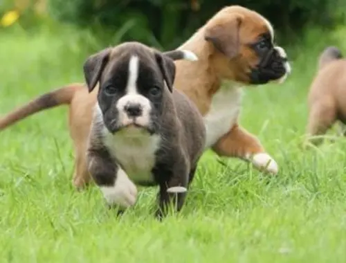 Qualität Boxer Welpen mit VDH/ BK Papieren