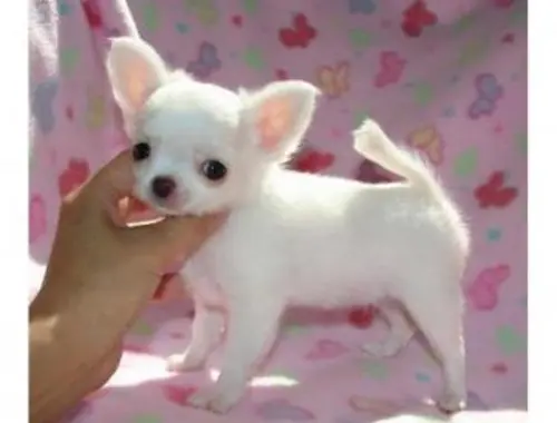 Super Mini Chihuahua Babys mit papieren