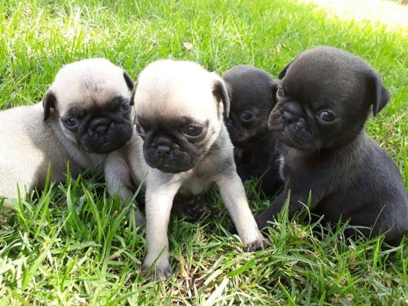 Super Erhältlich Mini Mops Welpen mit papieren Super Erhältlich Mini Mops Welpen mit papieren