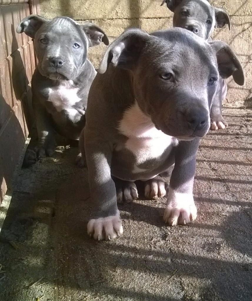 Qualität American Pit/Bull Terrier Welpen