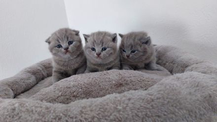 Typvolle Britisch Kurzhaar Babys (BKH Blue und Point)