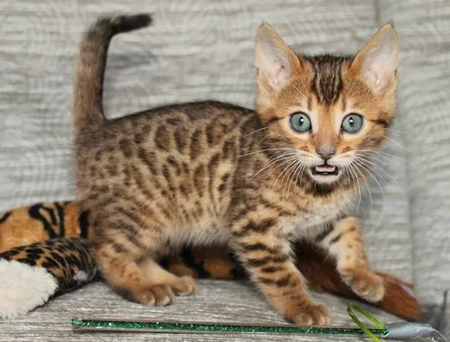 Reinrassige Bengal Katzen mit Stammbaum ,