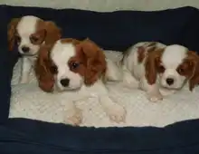 Cavalier King Charles Spaniel Welpen