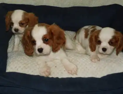 Cavalier King Charles Spaniel Welpen