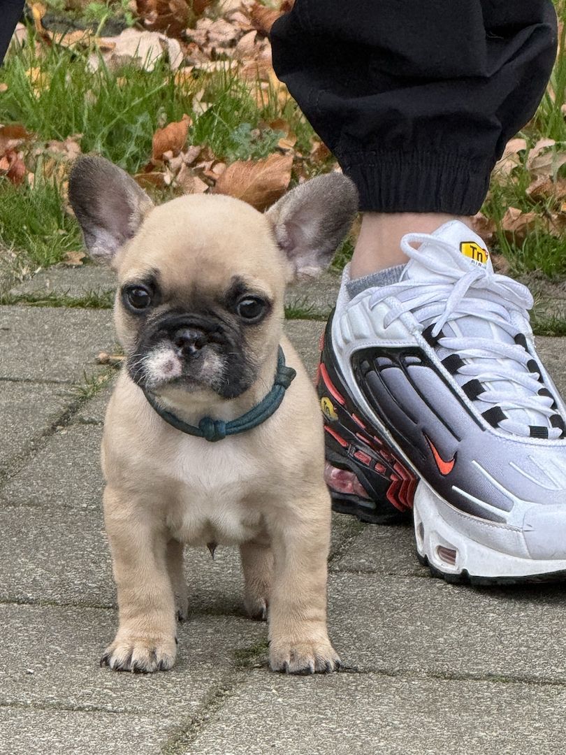 Französische Bulldoggen Welpen