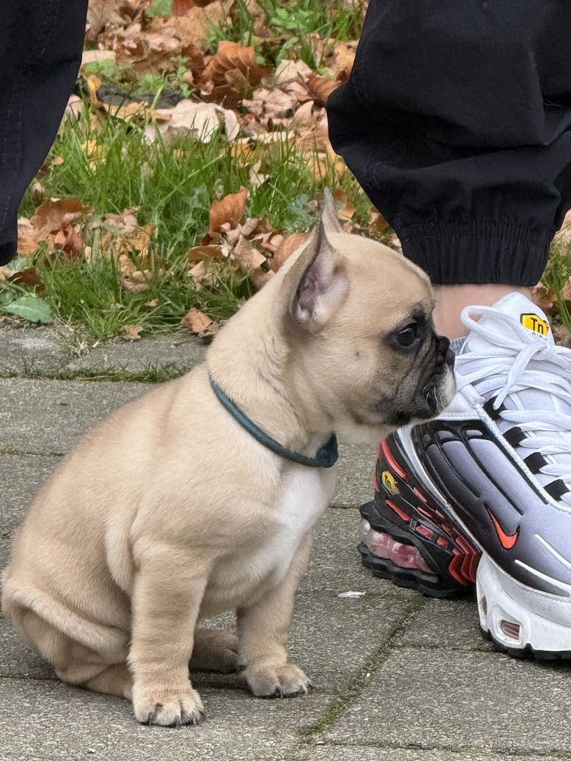 Französische Bulldoggen Welpen