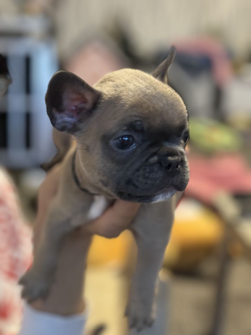 Französische Bulldoggen Welpen