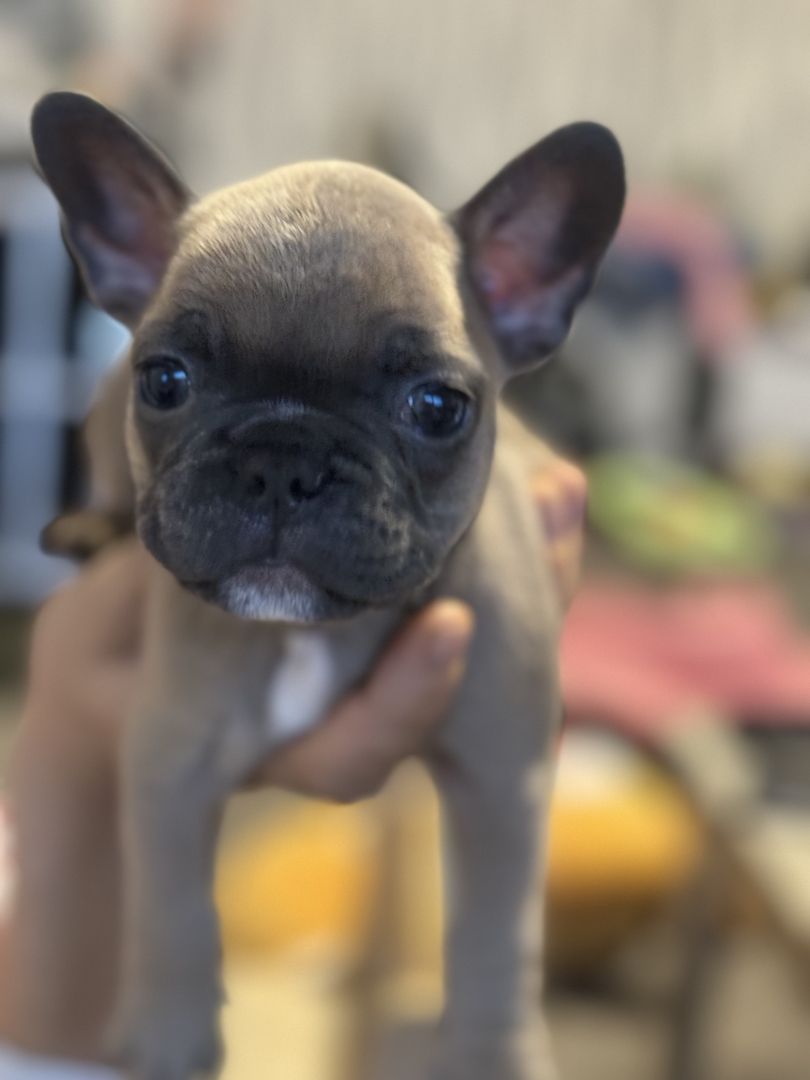 Französische Bulldoggen Welpen