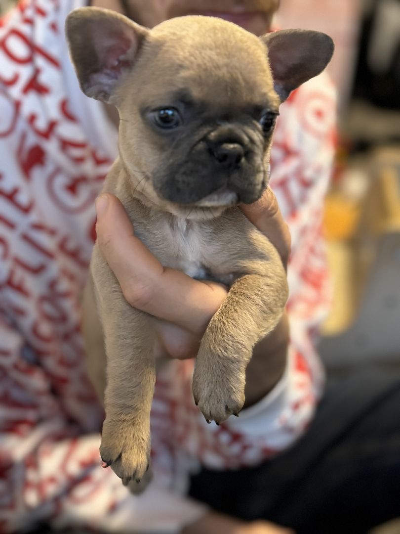 Französische Bulldoggen Welpen