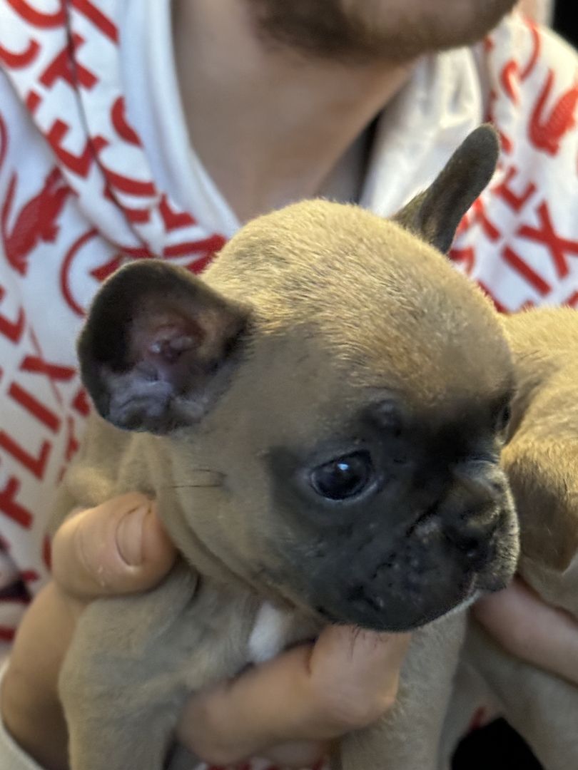 Französische Bulldoggen Welpen