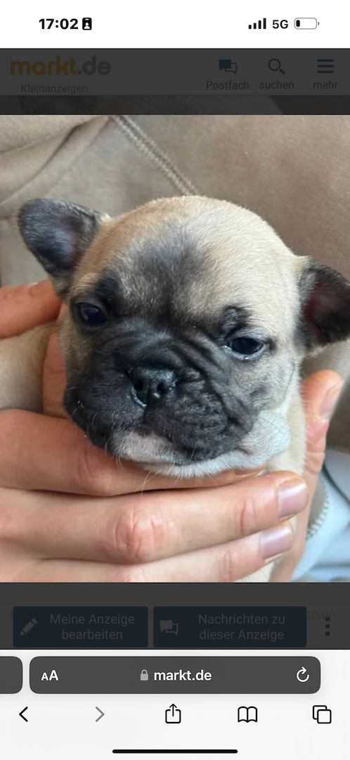 Französische Bulldoggen Welpen