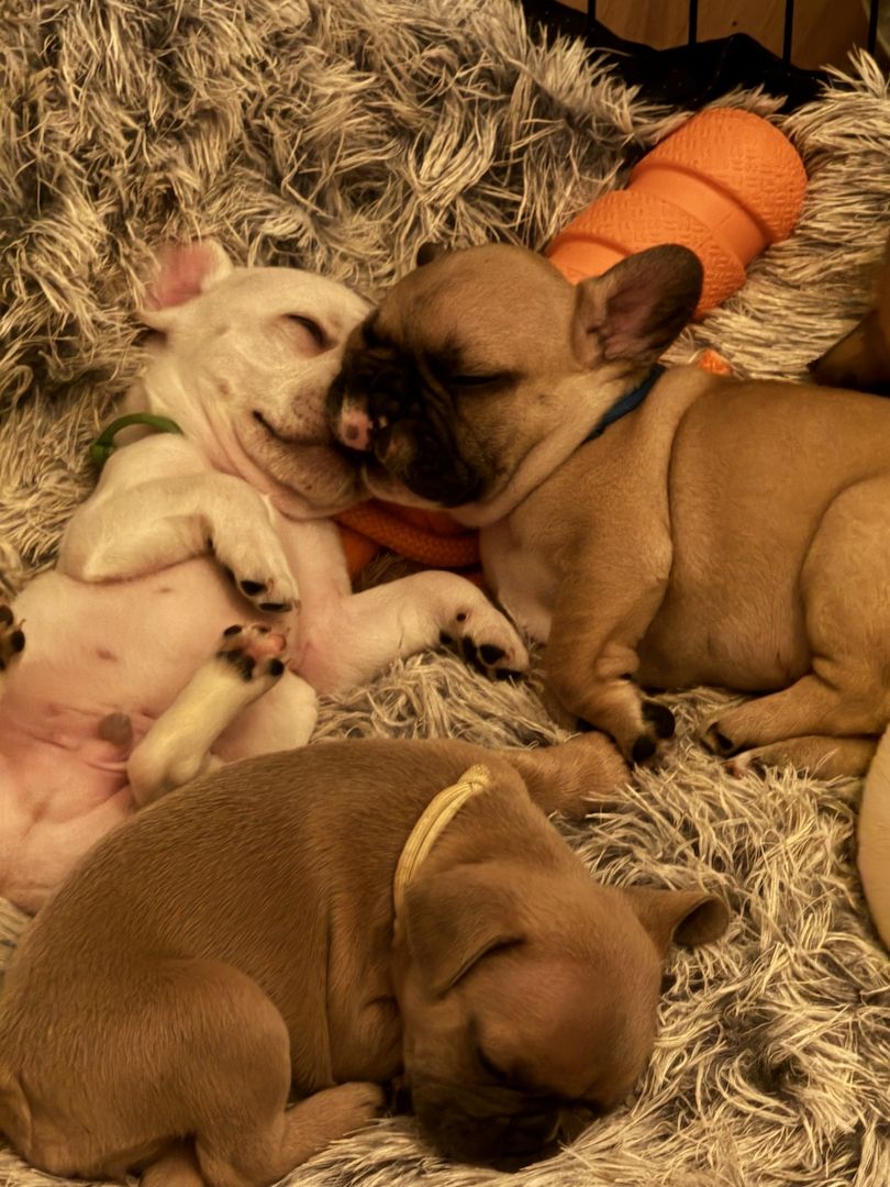 Französische Bulldoggen Welpen