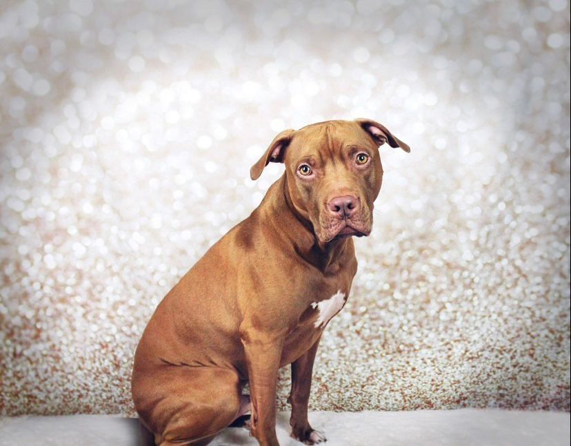 Pitbull an Liebhaber abzugeben