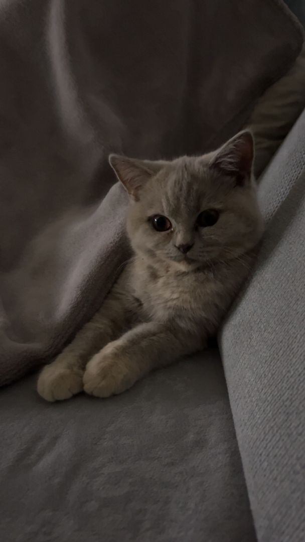 Reinrassige BKH Reinrassige BKH