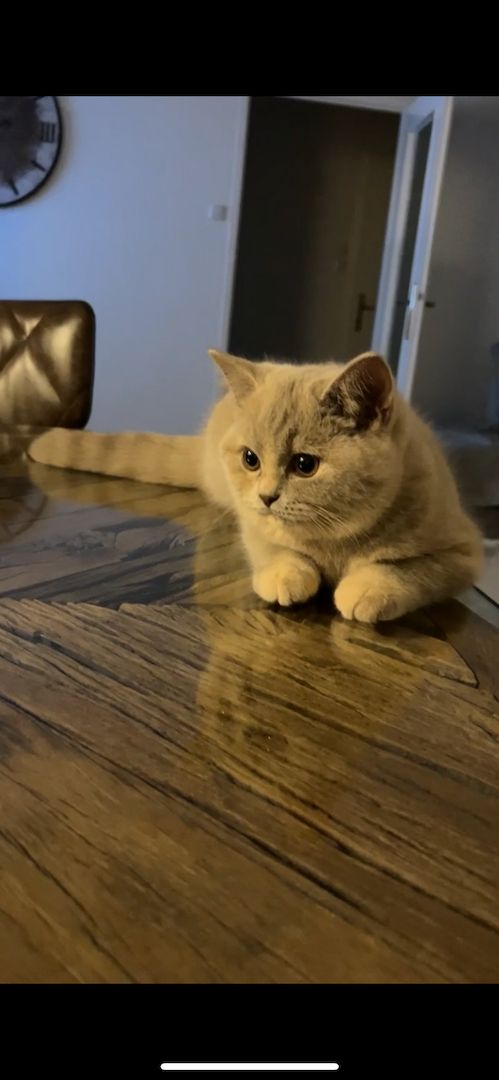 Reinrassige BKH Reinrassige BKH