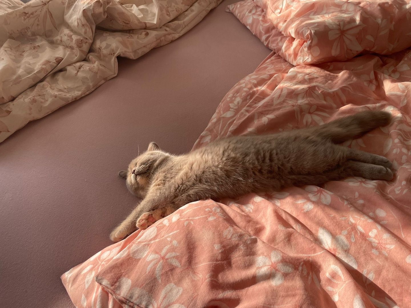 Reinrassige BKH Reinrassige BKH