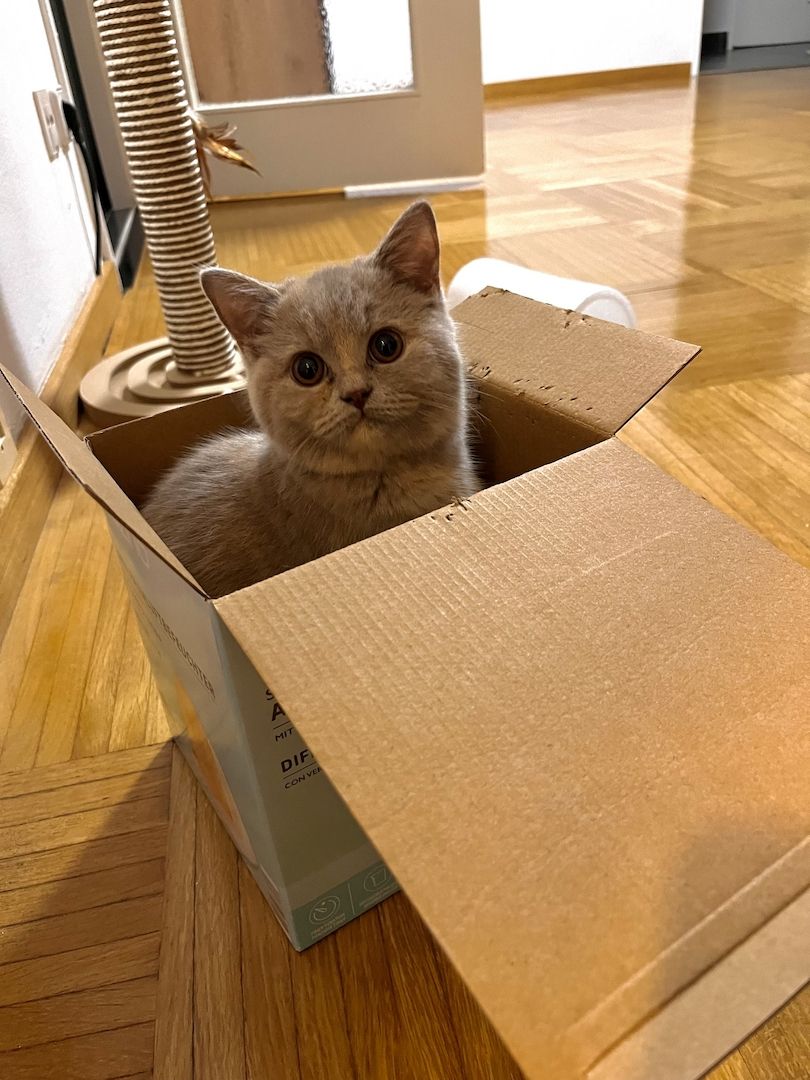 Reinrassige BKH Reinrassige BKH