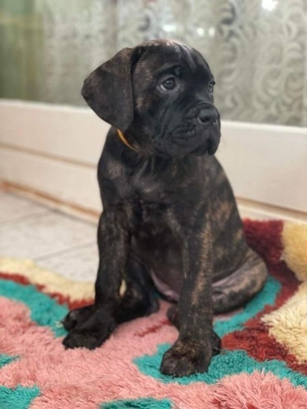 Cane Corso Welpen... noch 2Hündinen! Wunderschön!!!