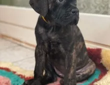 Cane Corso Welpen... noch 2Hündinen! Wunderschön!!!