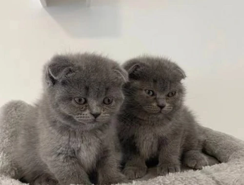 Wunderschöne Scottish Fold-Kätzchen