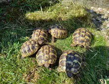 Griechische Landschildkröte Nachzucht 2023