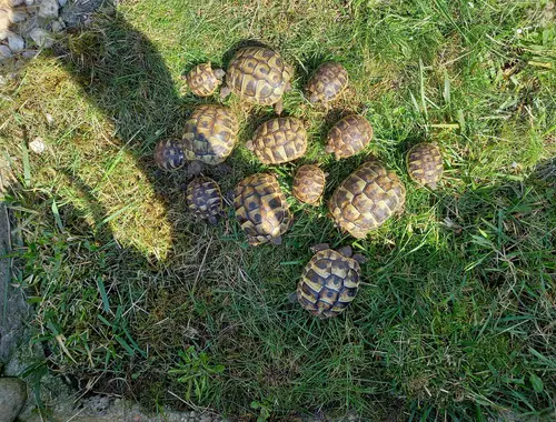 Griechische Landschildkröte Nachzucht 2024