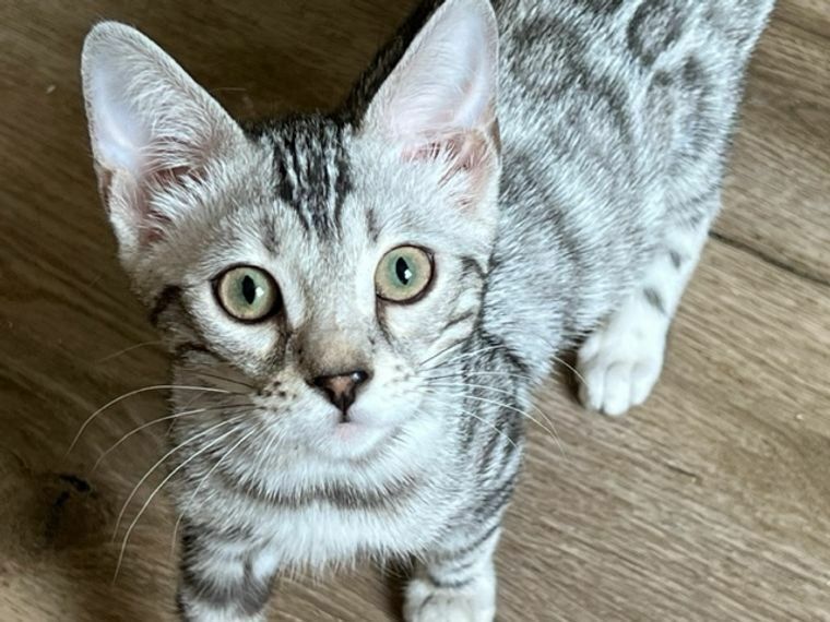 Bengal Silber Mädchen Nicht Kastriert 1,5 Jahre Mit Stammbaum