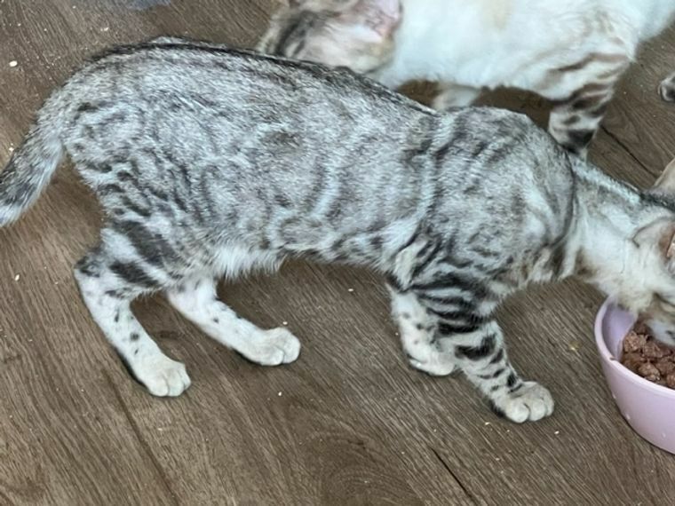 Bengal Silber Mädchen Nicht Kastriert 1,5 Jahre Mit Stammbaum