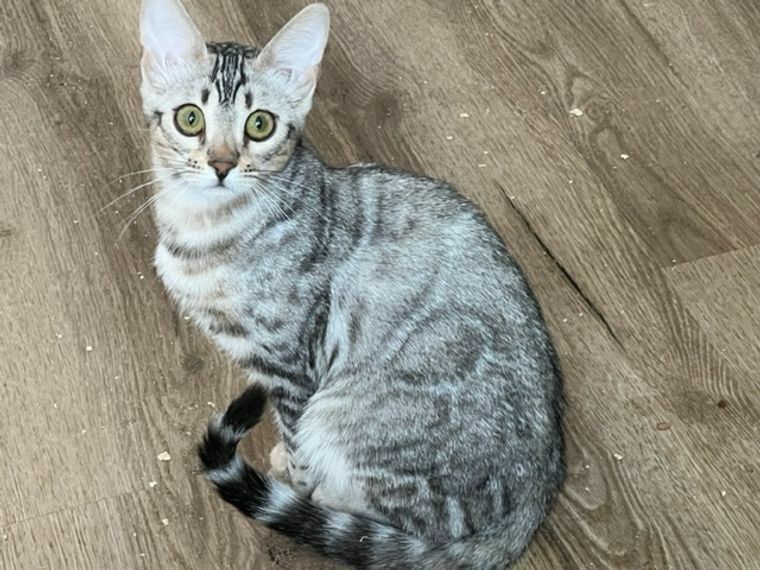 Bengal Silber Mädchen Nicht Kastriert 1,5 Jahre Mit Stammbaum