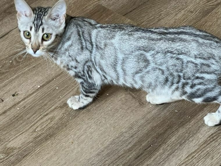 Bengal Silber Mädchen Nicht Kastriert 1,5 Jahre Mit Stammbaum