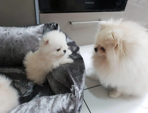 Kleine süße Zwergspitz Pomeranian Welpen