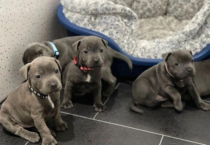 Schöne Staffordshire Bull Terrier Welpen,