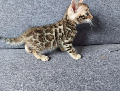 MiniLeoparden BengalKatzen mit Papieren