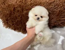 Pomeranian Spitz