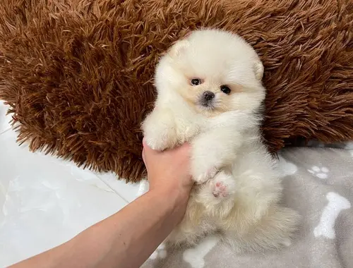 Pomeranian Spitz