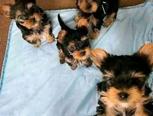 Kleine Yorkshire Terrier Welpen ,