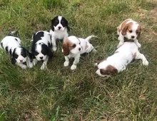 Cavalier King Charles Spaniel Welpen