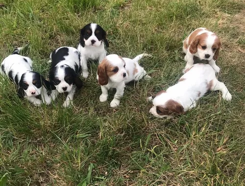 Cavalier King Charles Spaniel Welpen